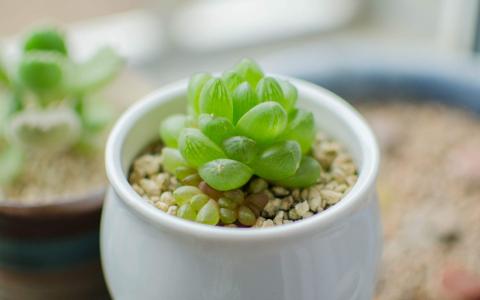 多肉植物图片 _ 第(7)张