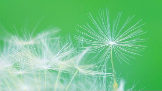 蒲公英小清新桌面壁纸下载第二辑第1张