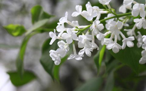 高清丁香花高清植物图片电脑高清桌面壁纸第0张