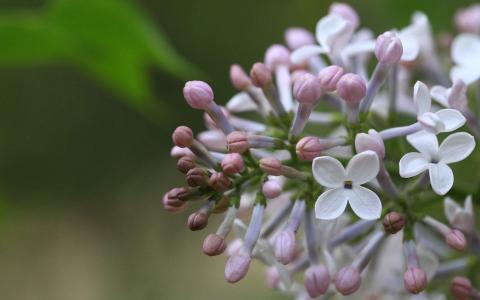 高清丁香花高清植物图片电脑高清桌面壁纸第2张