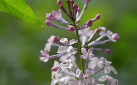 高清丁香花高清植物图片电脑高清桌面壁纸第3张
