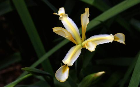 精选淡雅清新的好看兰花高清绿色护眼植物花卉图片桌面壁纸下载第0张