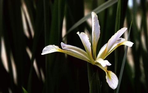精选淡雅清新的好看兰花高清绿色护眼植物花卉图片桌面壁纸下载第1张