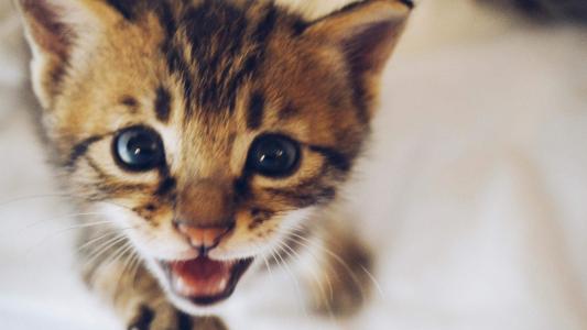 猫咪第0张