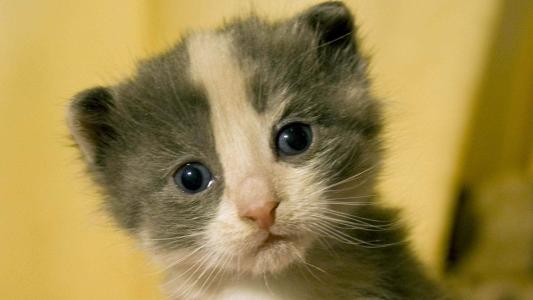 猫咪第3张