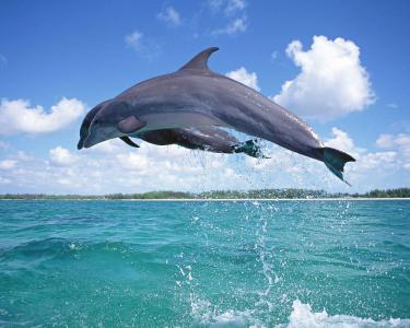 海豚第0张