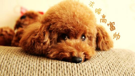 黄晓明Angelababy恩爱图片  电影《何以笙箫默》发布会图片第0张