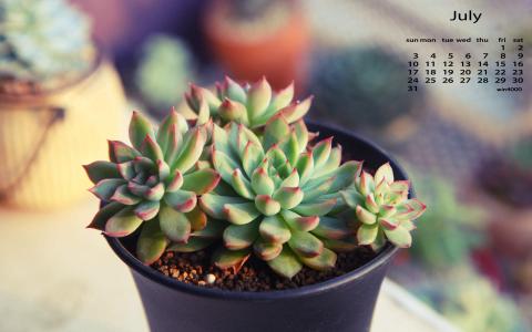 2016年7月日历唯美盆栽植物壁纸第1张