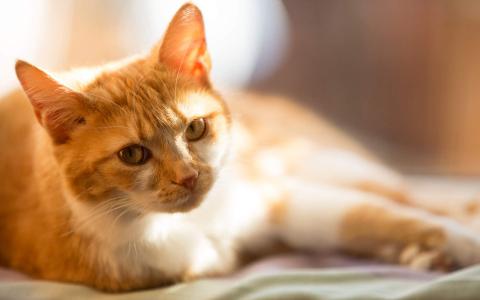 毛茸茸的可爱猫咪图片桌面壁纸第4张