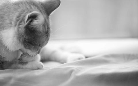 毛茸茸的可爱猫咪图片桌面壁纸第6张