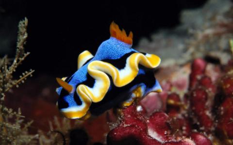 海底世界第5张