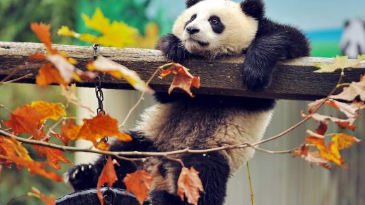 大熊猫图片 _ 第(7)张