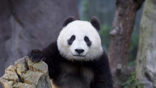 大熊猫图片 _ 第(8)张