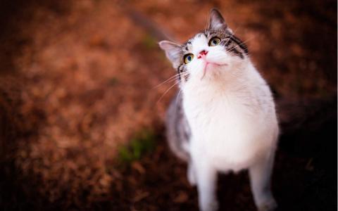 2022年9月日历可爱动物猫咪高清桌面壁纸图片第0张