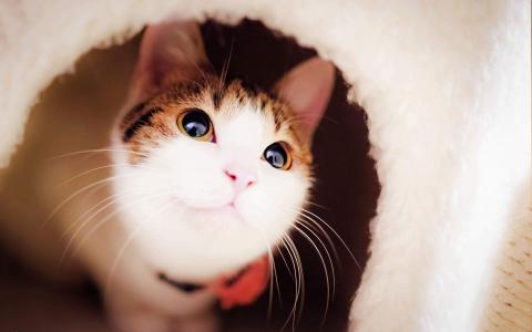 2022年9月日历可爱动物猫咪高清桌面壁纸图片第1张