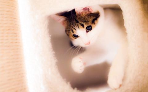 2022年9月日历可爱动物猫咪高清桌面壁纸图片第3张