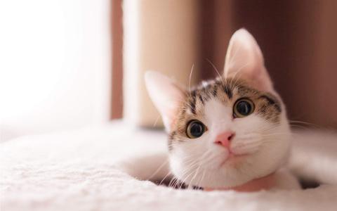 2022年9月日历可爱动物猫咪高清桌面壁纸图片第4张