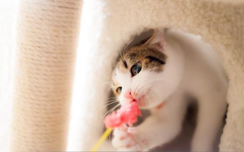 2022年9月日历可爱动物猫咪高清桌面壁纸图片第5张