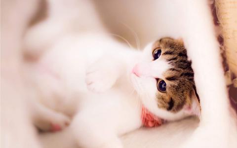 2022年9月日历可爱动物猫咪高清桌面壁纸图片第6张