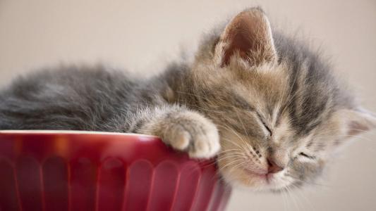 可爱小猫咪图片桌面壁纸第0张