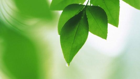 高清雨水清新护眼绿色水滴露珠高清桌面壁纸第1张