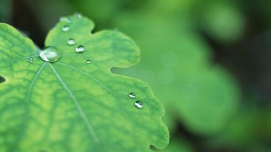 高清雨水清新护眼绿色水滴露珠高清桌面壁纸第2张