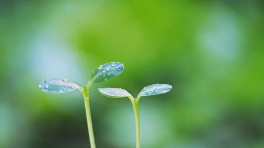 高清雨水清新护眼绿色水滴露珠高清桌面壁纸第3张