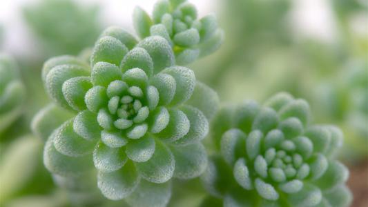 多肉植物图片 _ 第(1)张