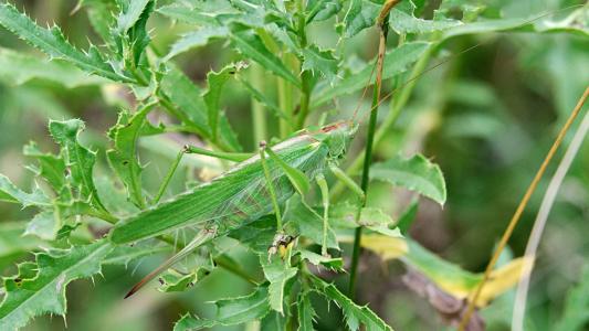 昆虫高清电脑桌面壁纸图片下载第4张