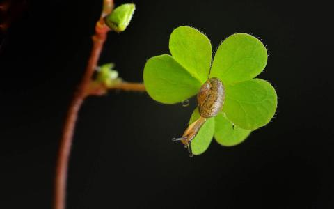 实拍可爱动物蜗牛摄影图片高清壁纸第0张