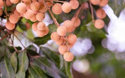 高清水果龙眼(桂圆)水果美食高清壁纸第0张