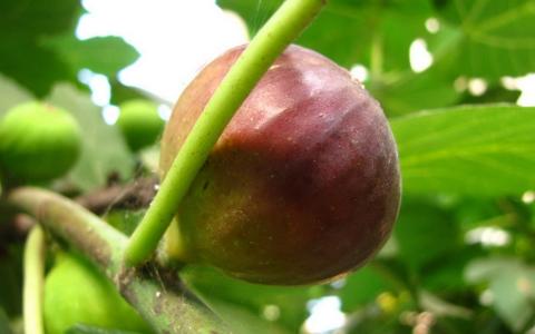 无花果高清电脑桌面壁纸下载第4张