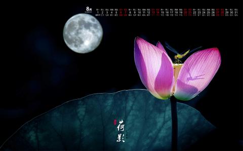 荷花图片 _ 第(4)张