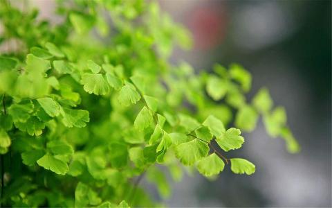 养眼护眼铁线蕨常绿草本植物桌面壁纸 第一辑第5张