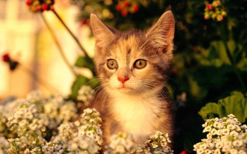 2022年9月日历可爱动物猫咪高清桌面壁纸图片第2张