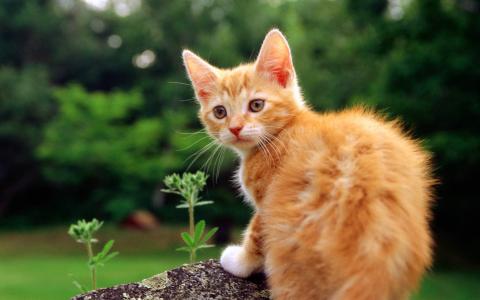 2022年9月日历可爱动物猫咪高清桌面壁纸图片第3张