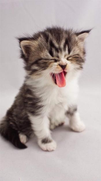 猫咪第0张