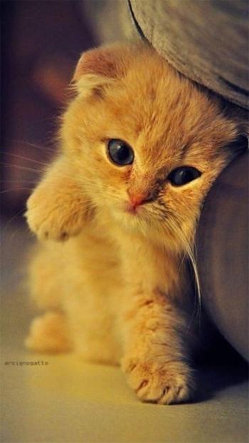 猫咪第4张