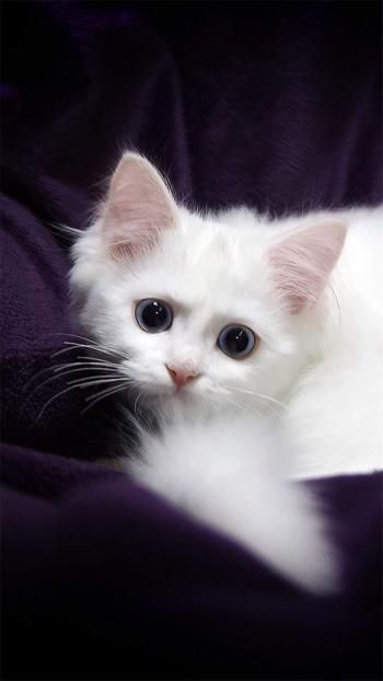 猫咪第6张