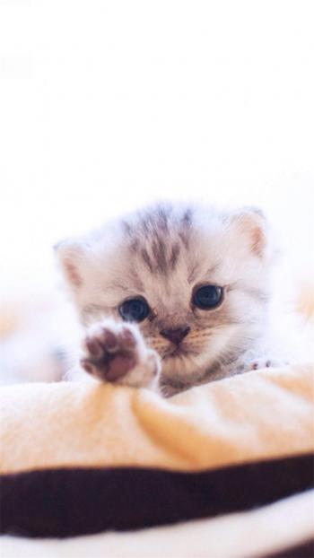猫咪图片 _ 第(8)张