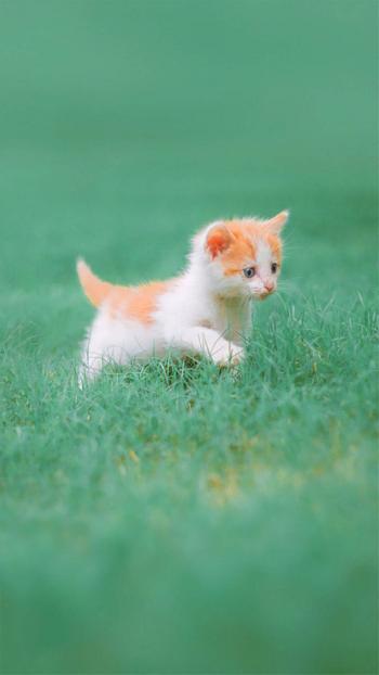 猫咪图片 _ 第(10)张
