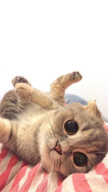 猫咪图片 _ 第(12)张
