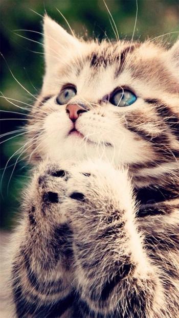 猫咪图片 _ 第(13)张