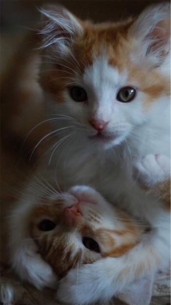 猫咪图片 _ 第(14)张
