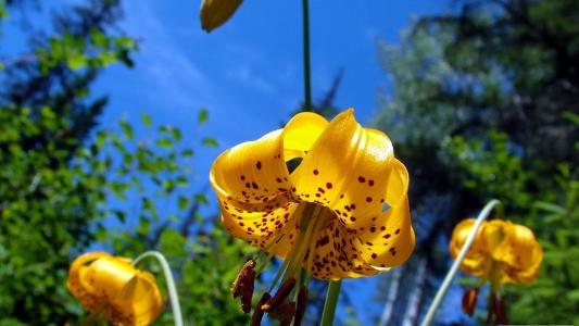 百合花图片 _ 第(5)张