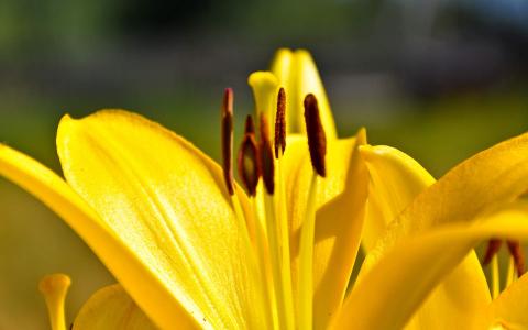 百合花图片 _ 第(8)张