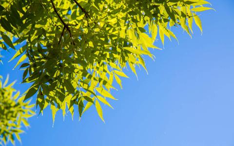 唯美秋季枫树叶高清桌面壁纸第3张