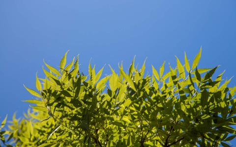 唯美秋季枫树叶高清桌面壁纸第4张