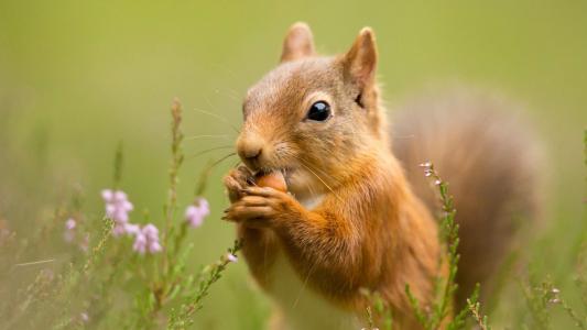 哺乳动物狐獴图片高清桌面壁纸第2张