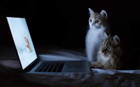 猫咪第2张